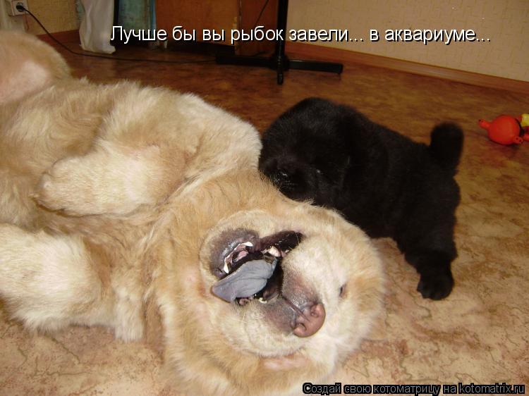 Лучше бы вы рыбок завели... в аквариуме...... Котоматрица: Лучше бы вы рыбок завели... в аквариуме...