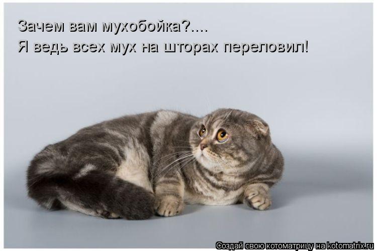 Зачем вам мухобойка?.... Я ведь всех мух на шторах переловил!... Котоматрица: Зачем вам мухобойка?.... Я ведь всех мух на шторах переловил!