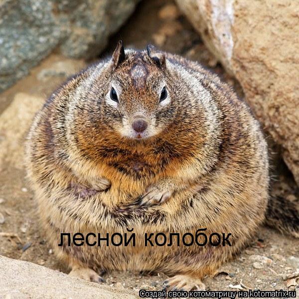 Котоматрица: лесной колобок