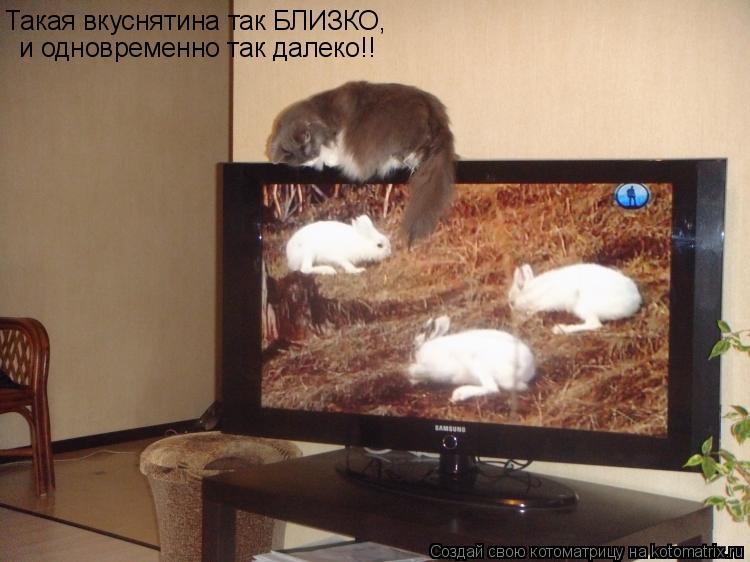 Котоматрица: Такая вкуснятина так БЛИЗКО, и одновременно так далеко!!