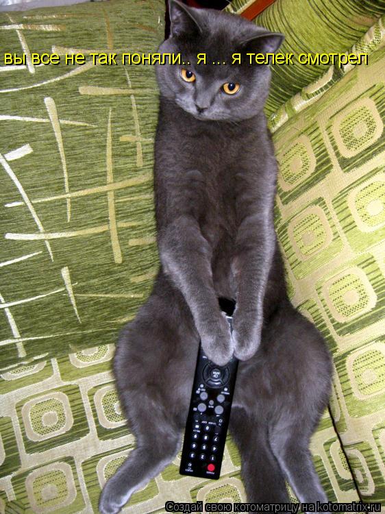Котоматрица: вы все не так поняли.. я ... я телек смотрел