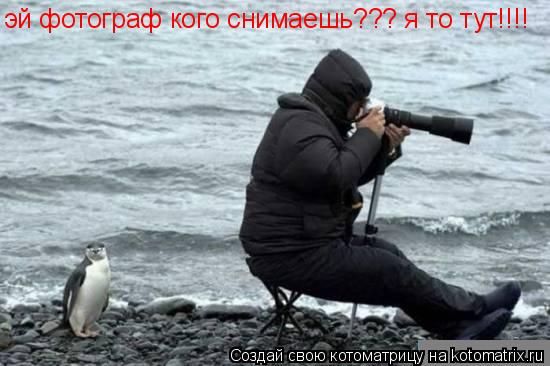 Котоматрица: эй фотограф кого снимаешь??? я то тут!!!!