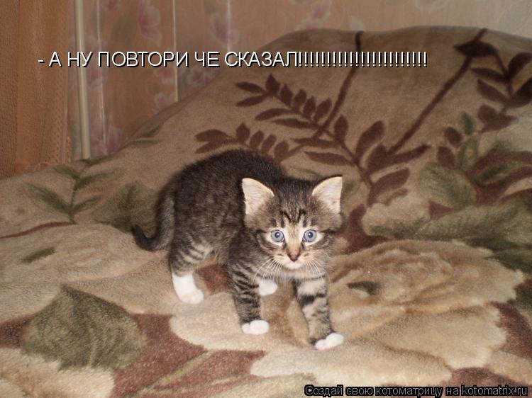 Котоматрица: - А НУ ПОВТОРИ ЧЕ СКАЗАЛ!!!!!!!!!!!!!!!!!!!!!!!