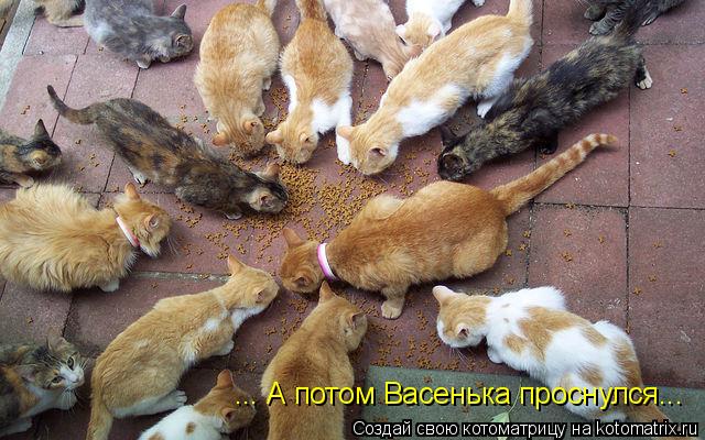 Котоматрица: ... А потом Васенька проснулся...