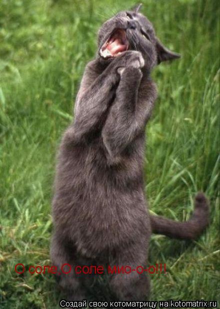 Котоматрица: О соле,О соле мио-о-о!!!