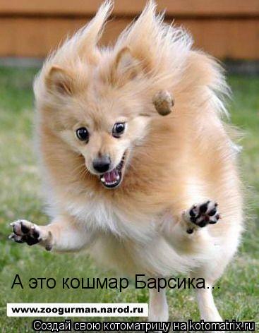 Котоматрица: А это кошмар Барсика...