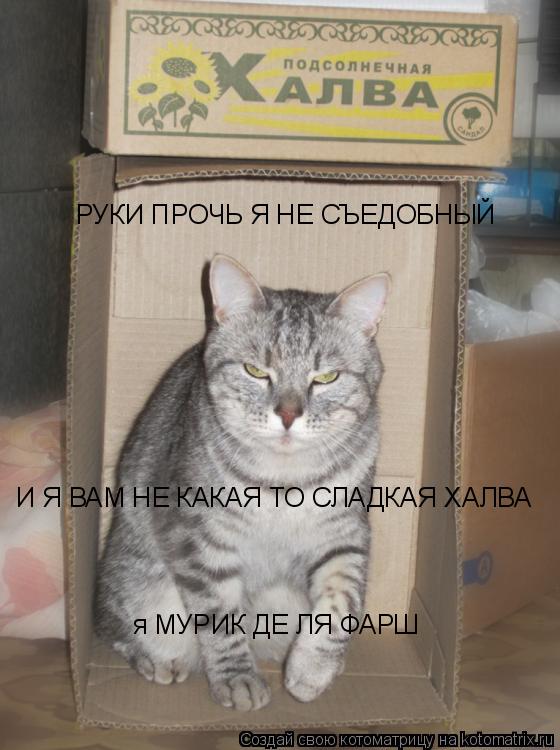 Котоматрица: РУКИ ПРОЧЬ Я НЕ СЪЕДОБНЫЙ  И Я ВАМ НЕ КАКАЯ ТО СЛАДКАЯ ХАЛВА  я МУРИК ДЕ ЛЯ ФАРШ