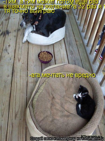 Котоматрица: -Тим, а тим может потом еще раз  в шахматы на желание?в 32 раз я тя точно выйграю  тя точно выйграю -ага,мечтать не вредно