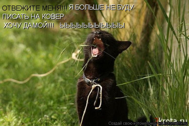 Котоматрица: ОТВЕЖИТЕ МЕНЯ!!! Я БОЛЬШЕ НЕ БУДУ ПИСАТЬ НА КОВЕР . ХОЧУ ДАМОЙ!!!   ЫЫЫЫЫЫЫЫЫЫЫ
