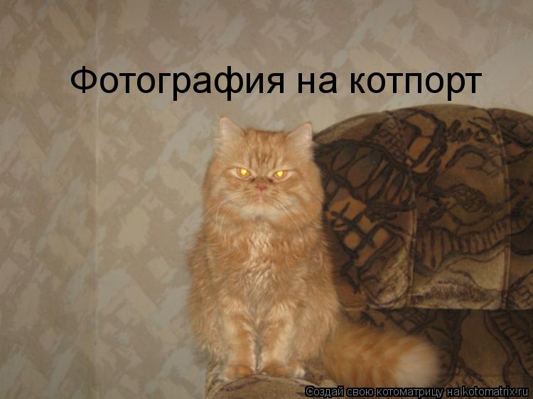 Котоматрица: Фотография на котпорт