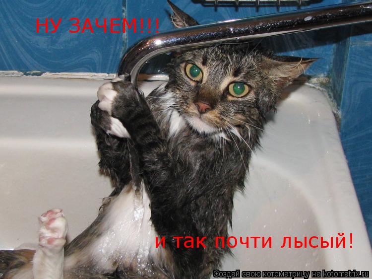 Котоматрица: НУ ЗАЧЕМ!!! и так почти лысый!