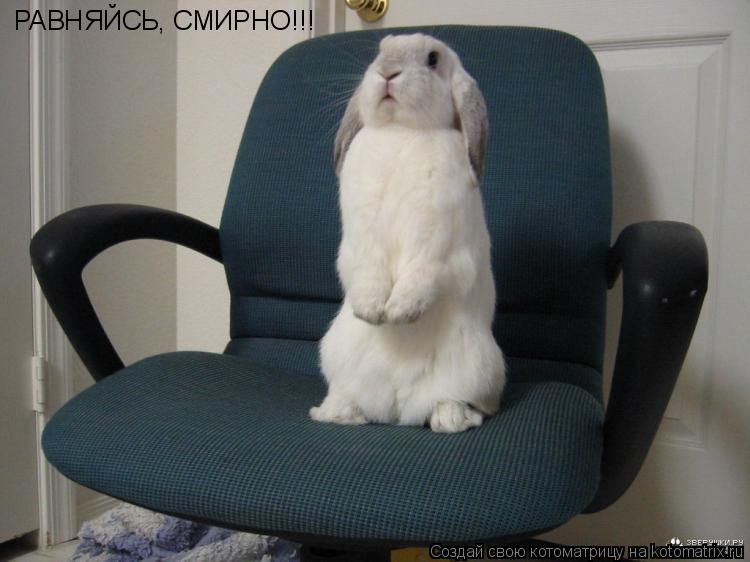 Котоматрица: РАВНЯЙСЬ, СМИРНО!!!