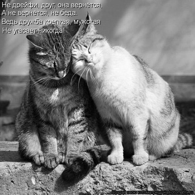 Котоматрица: Не дрейфи, друг, она вернётся, А не вернётся, не беда. Ведь дружба крепкая, мужская Не угасает никогда!