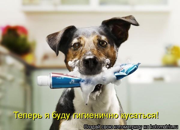 Котоматрица: Теперь я буду гигиенично кусаться!