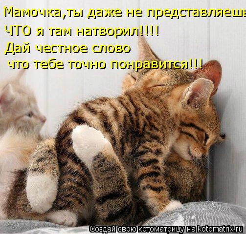 Мамочка,ты даже не представляешь ЧТО я там натворил!!!! Дай честное слово что тебе точно понравится!... Котоматрица: Мамочка,ты даже не представляешь ЧТО я там натворил!!!! Дай честное слово что тебе точно понравится!!!