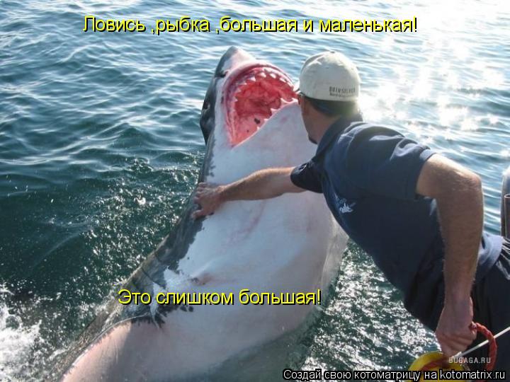 Ловись ,рыбка ,большая и маленькая! Это слишком большая!... Котоматрица: Ловись ,рыбка ,большая и маленькая! Это слишком большая!