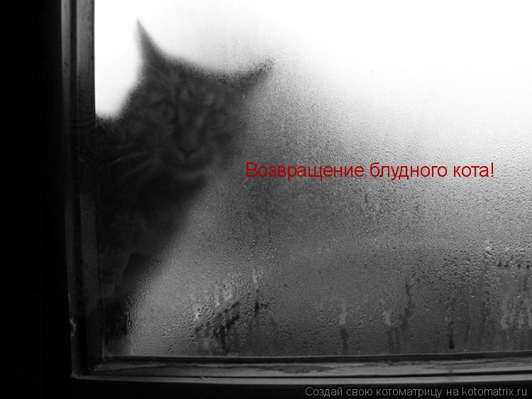 Возвращение блудного кота!... Котоматрица: Возвращение блудного кота!