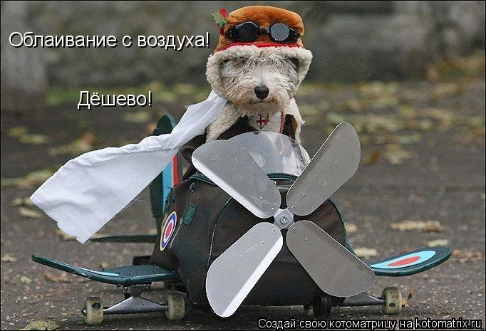 Облаивание с воздуха! Дёшево!... Котоматрица: Облаивание с воздуха! Дёшево!