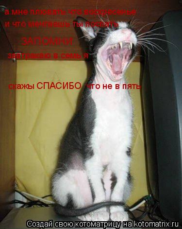 а мне плювать что воскресенье и что мечтаешь ты поспать ЗАПОМНИ завтракаю в семь я скажы СПАСИБО что... Котоматрица: а мне плювать что воскресенье и что мечтаешь ты поспать ЗАПОМНИ завтракаю в семь я скажы СПАСИБО что не в пять