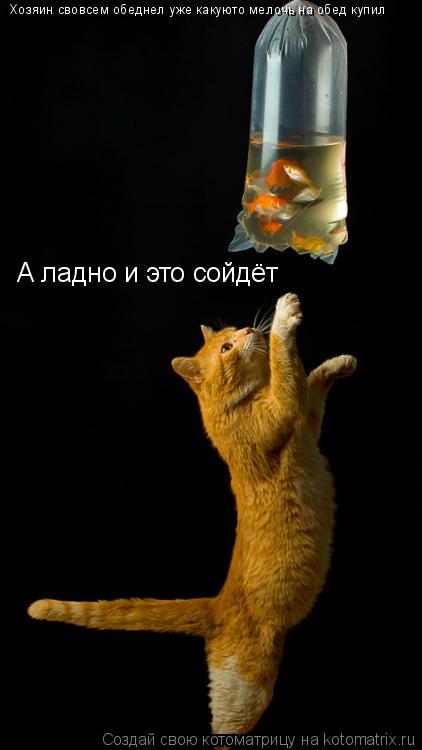 Хозяин свовсем обеднел уже какуюто мелочь на обед купил А ладно и это сойдёт... Котоматрица: Хозяин свовсем обеднел уже какуюто мелочь на обед купил А ладно и это сойдёт