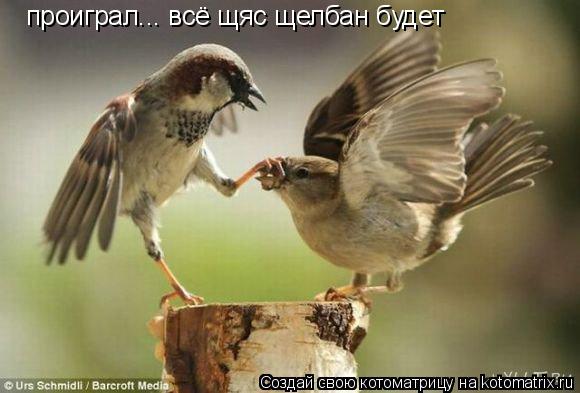 проиграл... всё щяс щелбан будет... Котоматрица: проиграл... всё щяс щелбан будет