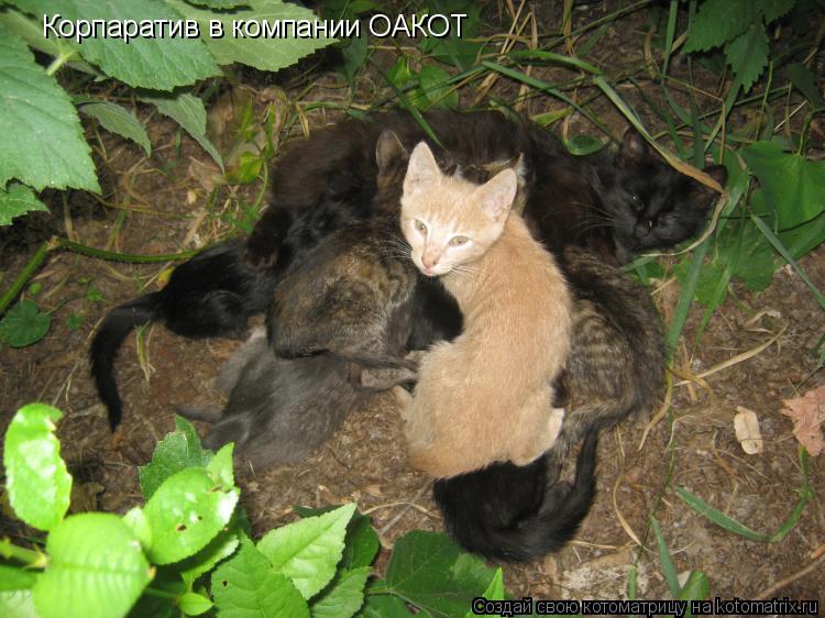 Корпаратив в компании ОАКОТ... Котоматрица: Корпаратив в компании ОАКОТ