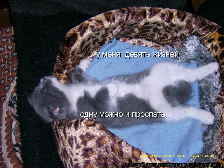 у меня девять жизней одну можно и проспать...... Котоматрица: у меня девять жизней одну можно и проспать...