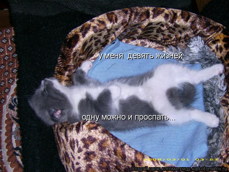 Котоматрица: у меня  девять жизней одну можно и проспать...