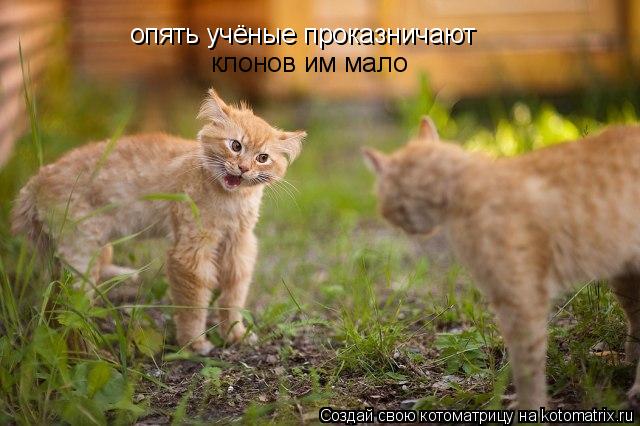 опять учёные проказничают клонов им мало... Котоматрица: опять учёные проказничают клонов им мало