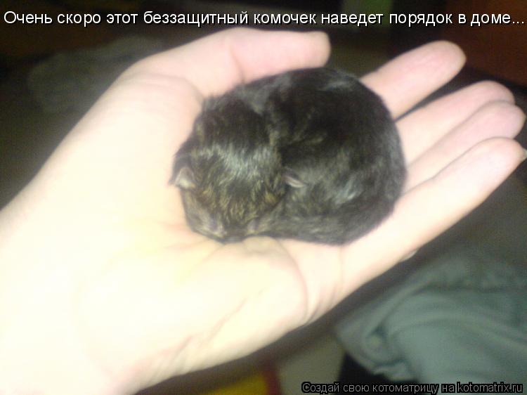 Очень скоро этот беззащитный комочек наведет порядок в доме...... Котоматрица: Очень скоро этот беззащитный комочек наведет порядок в доме...
