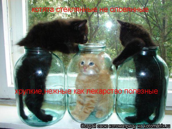 котята стеклянные не оловянные хрупкие,нежные как лекарство полезные... Котоматрица: котята стеклянные не оловянные хрупкие,нежные как лекарство полезные