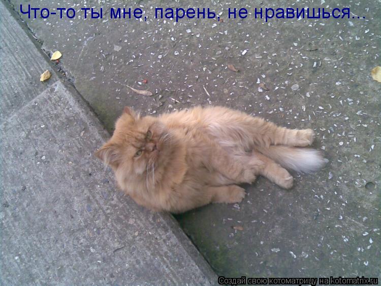 Что-то ты мне, парень, не нравишься...... Котоматрица: Что-то ты мне, парень, не нравишься...