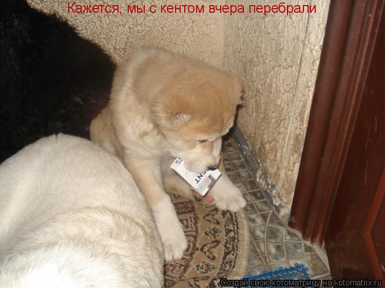 Кажется, мы с кентом вчера перебрали... Котоматрица: Кажется, мы с кентом вчера перебрали
