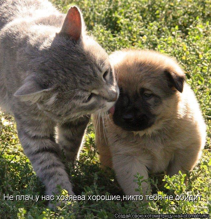 Не плач,у нас хозяева хорошие,никто тебя не обидит.... Котоматрица: Не плач,у нас хозяева хорошие,никто тебя не обидит.