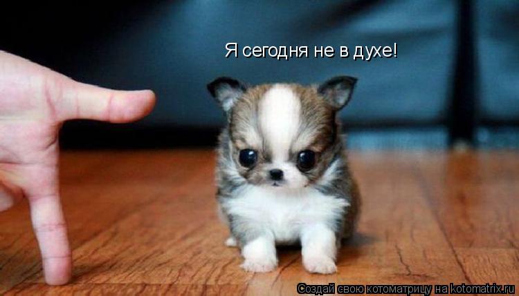 Я сегодня не в духе!... Котоматрица: Я сегодня не в духе!