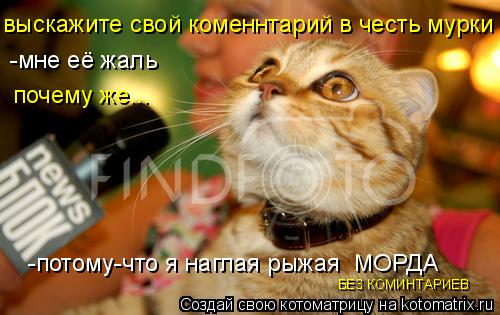 выскажите свой коменнтарий в честь мурки -мне её жаль почему же... -потому-что я наглая рыжая МОРДА ... Котоматрица: выскажите свой коменнтарий в честь мурки -мне её жаль почему же... -потому-что я наглая рыжая МОРДА БЕЗ КОМИНТАРИЕВ