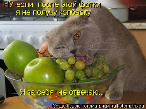 Я за себя не отвечаю.... НУ-если после этой фотки я не получу колбаску... Котоматрица: Я за себя не отвечаю.... НУ-если после этой фотки я не получу колбаску