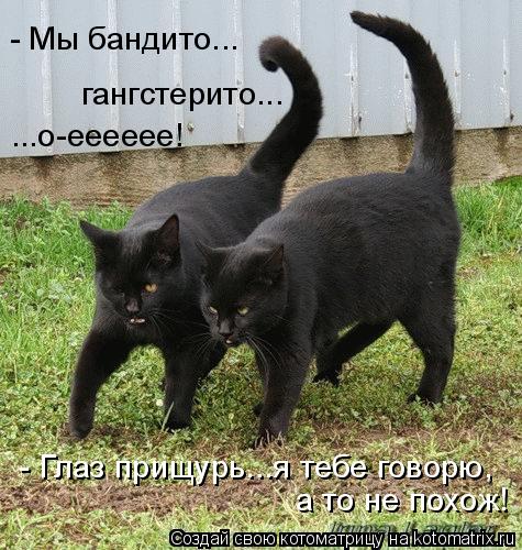- Мы бандито... гангстерито... ...о-ееееее! - Глаз прищурь...я тебе говорю, а то не похож!... Котоматрица: - Мы бандито... гангстерито... ...о-ееееее! - Глаз прищурь...я тебе говорю, а то не похож!