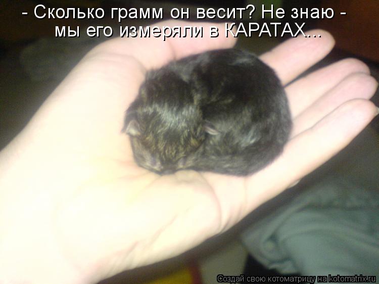 - Сколько грамм он весит? Не знаю - мы его измеряли в КАРАТАХ...... Котоматрица: - Сколько грамм он весит? Не знаю - мы его измеряли в КАРАТАХ...
