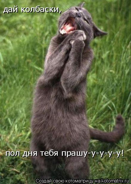 дай колбаски, пол дня тебя прашу-у-у-у-у!... Котоматрица: дай колбаски, пол дня тебя прашу-у-у-у-у!