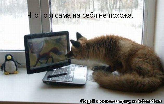 Что то я сама на себя не похожа.... Котоматрица: Что то я сама на себя не похожа.