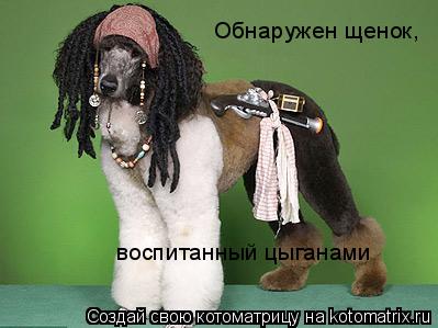 Обнаружен щенок, воспитанный цыганами... Котоматрица: Обнаружен щенок, воспитанный цыганами