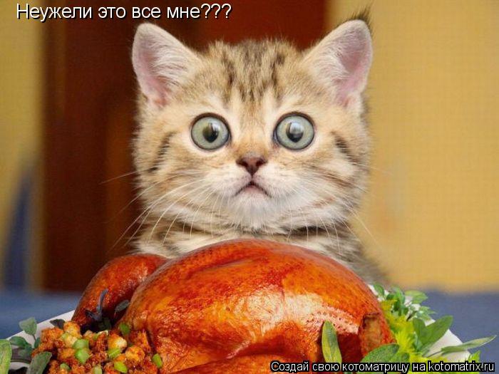 Неужели это все мне???... Котоматрица: Неужели это все мне???