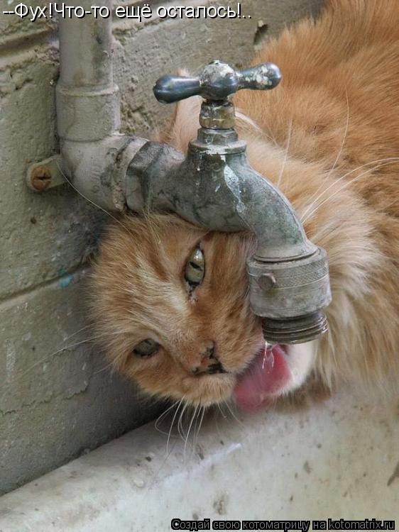 --Фух!Что-то ещё осталось!..... Котоматрица: --Фух!Что-то ещё осталось!..