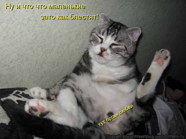 тут орган любви Ну и что что маленькие зато как блестят!... Котоматрица: тут орган любви Ну и что что маленькие зато как блестят!