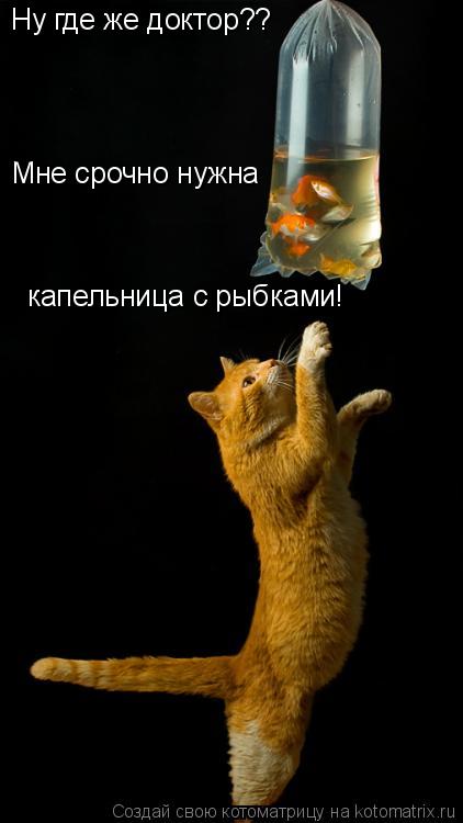 Ну где же доктор?? Мне срочно нужна капельница с рыбками!... Котоматрица: Ну где же доктор?? Мне срочно нужна капельница с рыбками!