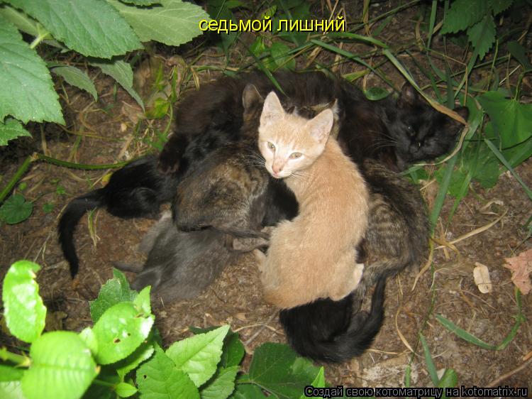 седьмой лишний... Котоматрица: седьмой лишний