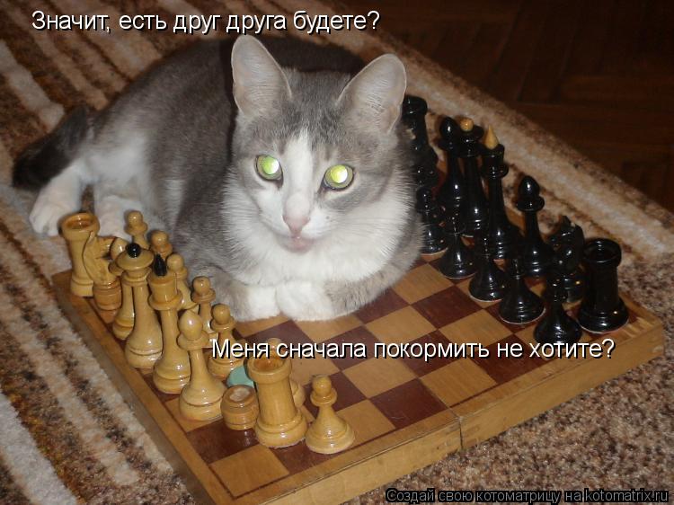 Значит, есть друг друга будете? Меня сначала покормить не хотите?... Котоматрица: Значит, есть друг друга будете? Меня сначала покормить не хотите?