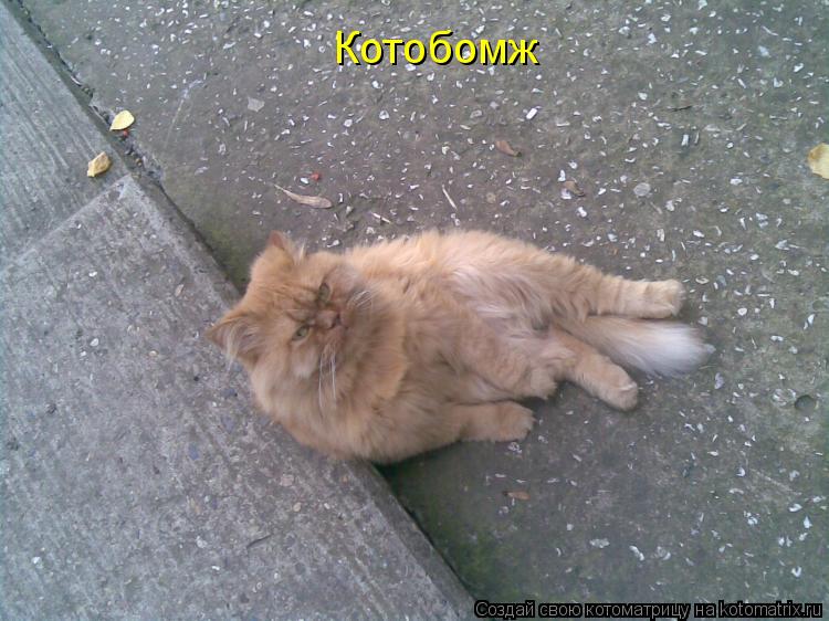 Котобомж... Котоматрица: Котобомж