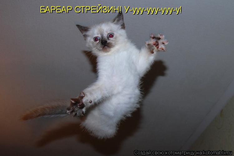БАРБАР СТРЕЙЗИН! У-ууу-ууу-ууу-у!... Котоматрица: БАРБАР СТРЕЙЗИН! У-ууу-ууу-ууу-у!